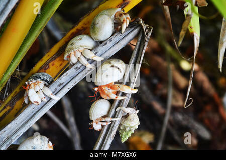 Paguri sulla spiaggia deserta. Arcipelago delle Chagos. Foto Stock