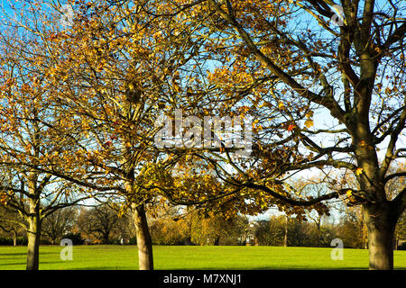 Un autunnale di passeggiata attraverso un parco di Londra. Foto Stock