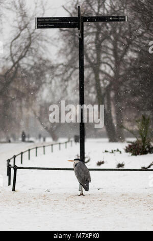 LONDON, Regno Unito - MAR 2018: Airone cenerino in London Regent's Park durante la rara nevicata Foto Stock