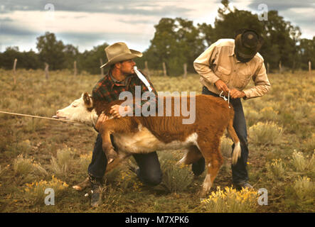 Cowboy nastro di legatura sul polpaccio della coda durante il Rodeo a Città Fiera, città di torta, Nuovo Messico, USA, Russell Lee per la Farm Security Administration - Ufficio di informazione di guerra, Ottobre 1940 Foto Stock