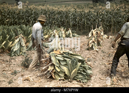 Due lavoratori mettendo del tabacco Burley su bastoni ad appassire dopo il taglio prima che esso sia preso alla stalla per essiccamento e indurimento, Russell Spears Farm, vicino a Lexington, Kentucky, Stati Uniti d'America, Post Wolcott per la Farm Security Administration, Settembre 1940 Foto Stock