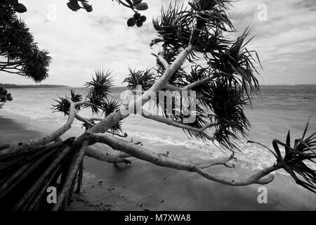 Lifuka Island. ha'isole apai. Tonga. La Polinesia Foto Stock