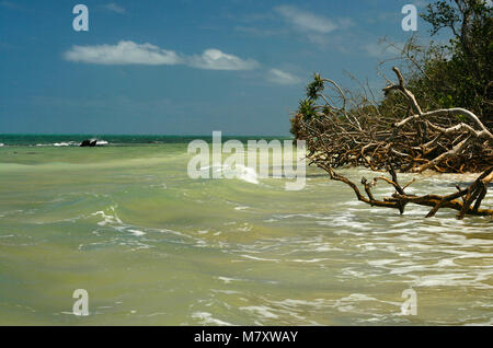 Mangrovie. Lifuka Island. ha'isole apai. Tonga. La Polinesia Foto Stock