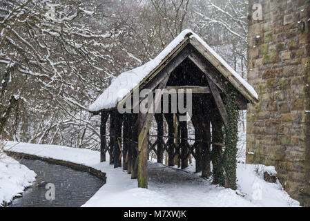 Boschi wintery in West Lothian, Scozia durante la Bestia da est Foto Stock