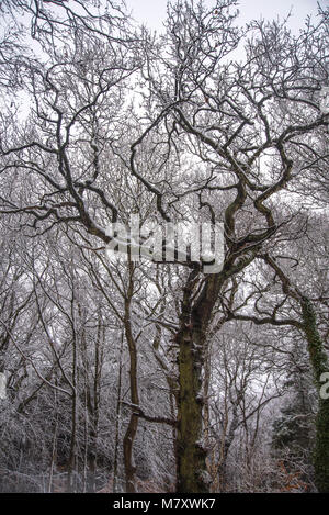 Boschi wintery in West Lothian, Scozia durante la Bestia da est Foto Stock