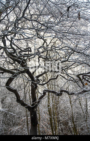 Boschi wintery in West Lothian, Scozia durante la Bestia da est Foto Stock