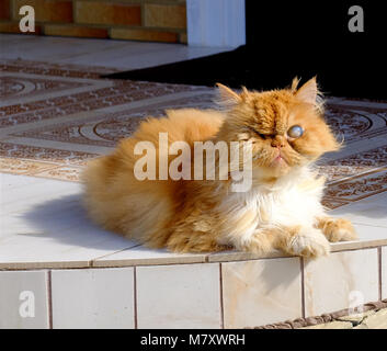 Lo zenzero vecchio gatto cieco senza un occhio seduto davanti alla porta di casa guardando la telecamera Foto Stock