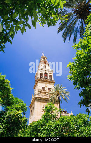 Cordoba, Andalusia, Spagna : moschea-cattedrale di Cordoba, torre campanaria dalla Corte di arance incorniciato da vegetazione. Foto Stock