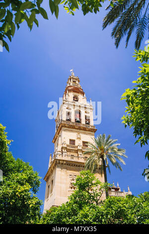 Cordoba, Andalusia, Spagna : moschea-cattedrale di Cordoba, torre campanaria dalla Corte di arance incorniciato da vegetazione. Foto Stock