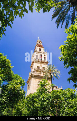 Cordoba, Andalusia, Spagna : moschea-cattedrale di Cordoba, torre campanaria dalla Corte di arance incorniciato da vegetazione. Foto Stock