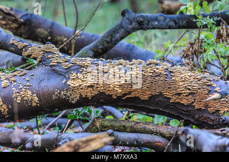Crosta color giallo fungo Stereum hirsutum, è un saprofyt e cresce su legno morto un è anche knwn come giallo crosta marrone fungo Foto Stock
