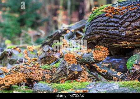 Crosta color giallo fungo Stereum hirsutum, è un saprofyt e cresce su legno morto un è anche knwn come giallo crosta marrone fungo Foto Stock