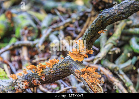 Crosta color giallo fungo Stereum hirsutum, è un saprofyt e cresce su legno morto un è anche knwn come giallo crosta marrone fungo Foto Stock