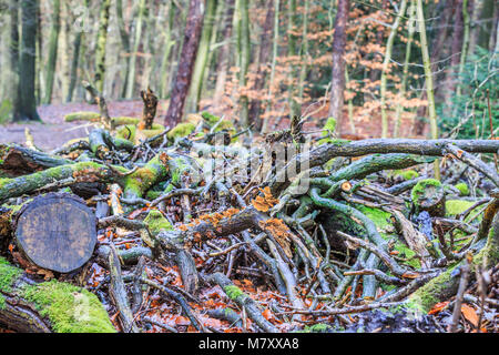 Crosta color giallo fungo Stereum hirsutum, è un saprofyt e cresce su legno morto un è anche knwn come giallo crosta marrone fungo Foto Stock