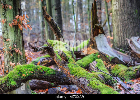 Con muschi verde e giallo-crosta marrone fungo Stereum hirsutum, è un saprofyt e cresce su legno morto Foto Stock