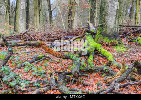 Con muschi verde e giallo-crosta marrone fungo Stereum hirsutum, è un saprofyt e cresce su legno morto Foto Stock