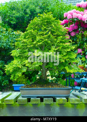 Eccezionale esemplare montante informale Hinoki Cypress bonsai sul display in un giardino gli appassionati di Bangor Irlanda del Nord Foto Stock