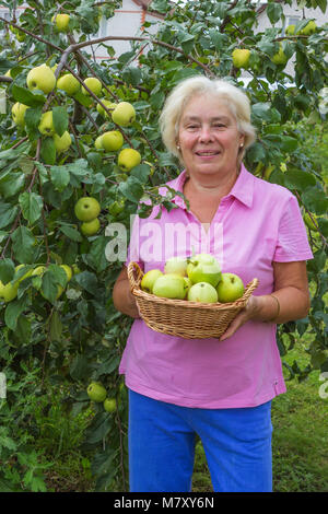 Donna anziana raccogliendo mele nel giardino in agosto Foto Stock