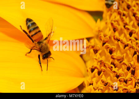 Il miele-bee impollinatori fiore Foto Stock