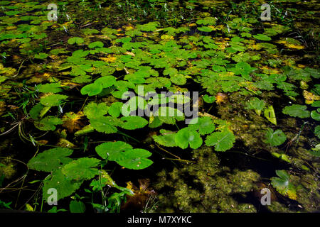 Ninfee e altre piante d acqua in acqua stagnante a Lough Gerg, Irlanda Foto Stock