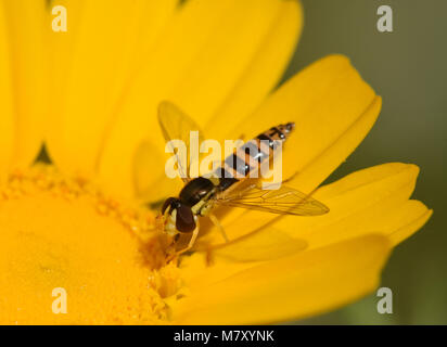 Hoverfly on flower Foto Stock