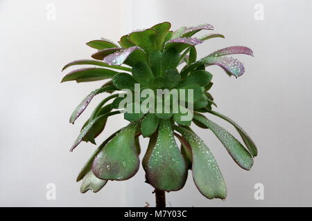 Aeonium Arboreum, albero aeonium, Irish rose Foto Stock