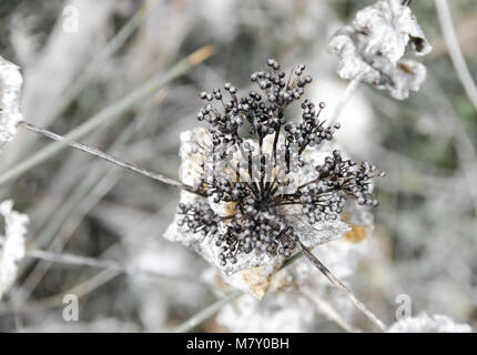 Fiori Selvatici, seamless Pattern, sfondo sfocato Foto Stock