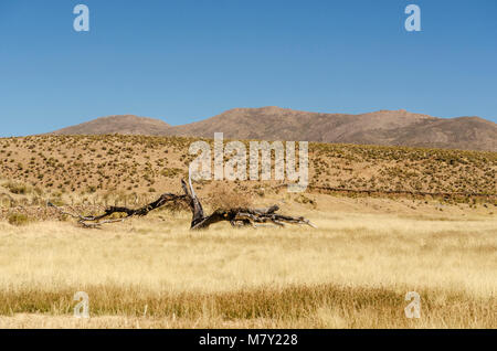 Albero che è stato rotto da un fulmine nel mezzo di un prato Foto Stock