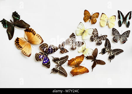 Varietà di farfalle su uno sfondo bianco. Immagine ripresa in stile flatlay. Foto Stock