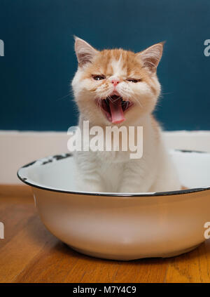 Un giovane Exotic Shorthair gattino seduto in una ciotola. (8 settimane di età) Foto Stock