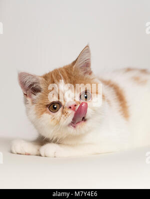 Un Exotic Shorthair kitten spuntavano è la linguetta verticale (8 settimane). Foto Stock