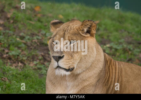 Close-up foto ritratto di una bellissima leonessa barbareschi Foto Stock