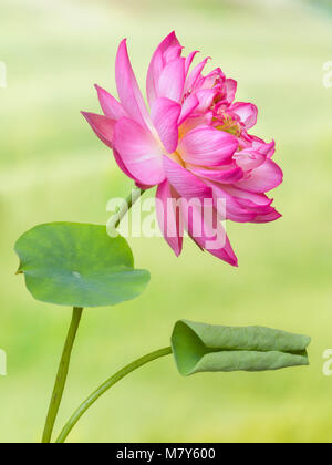 Pieno fiore di un fiore di loto di nome Lotus Nelumbo Elite Red Foto Stock