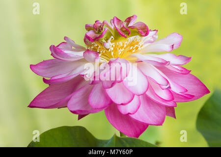 Pieno fiore di un fiore di loto di nome Lotus Nelumbo Elite Red Foto Stock