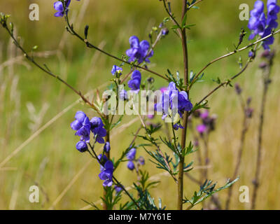 Fiorisce da monkshood, Aconitum napellus Foto Stock