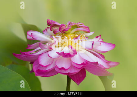 Pieno fiore di un fiore di loto di nome Lotus Nelumbo Elite Red Foto Stock