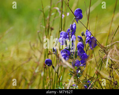 Fiorisce da monkshood, Aconitum napellus Foto Stock