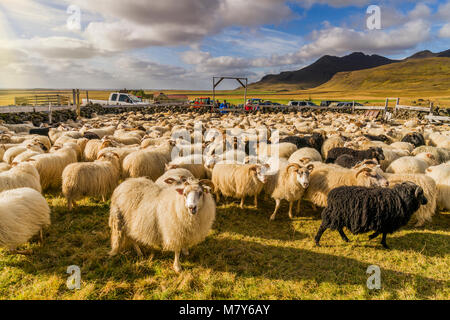 Icelandic Sheep, Autunno Round-up, Islanda Foto Stock