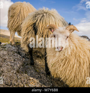 Icelandic Sheep, Autunno Round-up, Islanda Foto Stock