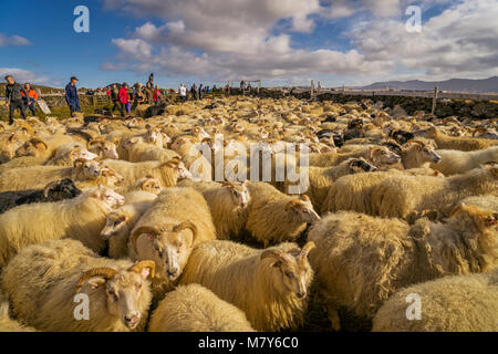 Icelandic Sheep, Autunno Round-up, Islanda Foto Stock