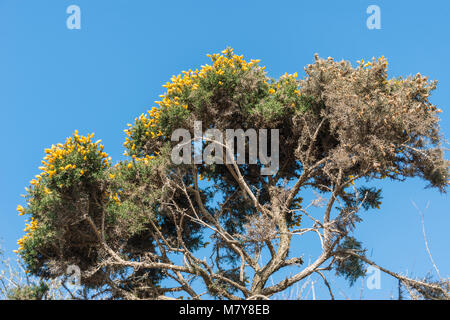 Gorse giallo fiori contro il cielo blu Foto Stock