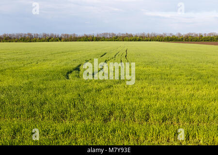 La molla campo di grano con righe al tramonto, paesaggio Foto Stock