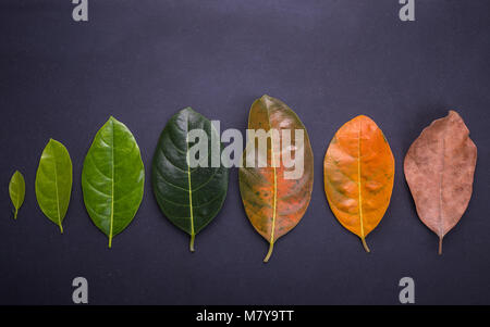 Colore diverso ed età delle foglie del jackfruit foglie dal fresco verde al marrone a secco su pietra nera dello sfondo. Per ambiente concep modificati Foto Stock