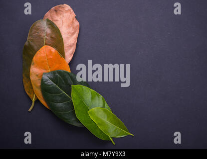 Colore diverso ed età delle foglie del jackfruit foglie dal fresco verde al marrone a secco su pietra nera dello sfondo. Per ambiente concep modificati Foto Stock