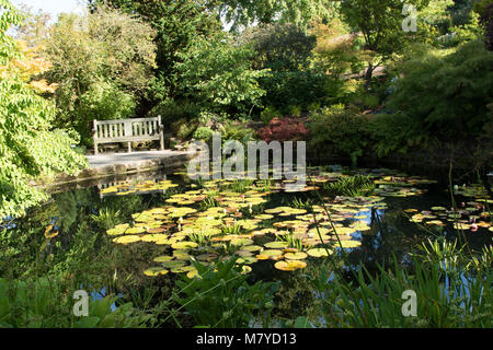 Water Lilies su uno stagno ad RHS Garden,Harlow Carr,Harrogate,North Yorkshire, Inghilterra, Regno Unito. Foto Stock