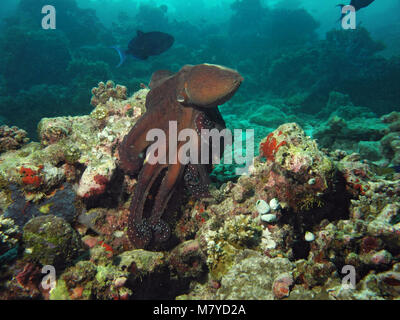 Giorno di polpo, Octopus cyanea, sulla barriera corallina in atollo di Ari, Maldive Foto Stock