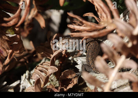 I capretti comune o lucertola vivipara, Zootoca vivipara Foto Stock