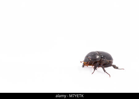 Melolontha bug dal mio giardino e isolato su sfondo bianco. Giugno bug. Foto Stock