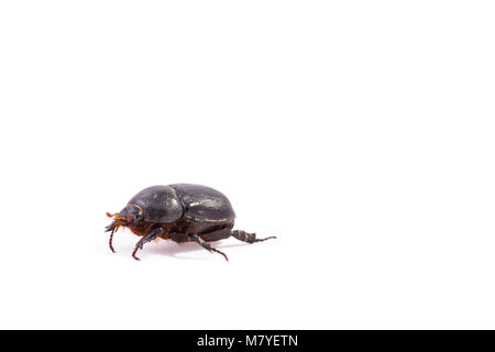 Melolontha bug dal mio giardino e isolato su sfondo bianco. Giugno bug. Foto Stock