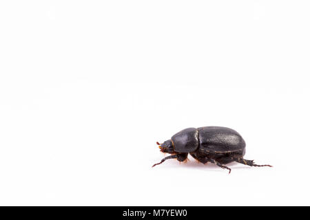 Melolontha bug dal mio giardino e isolato su sfondo bianco. Giugno bug. Foto Stock